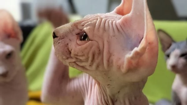 2 Gattini  Canadian Sphynx con PEDIGREE (Maschietti) | Foto 1