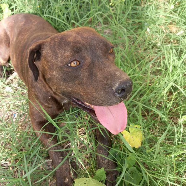 LIBERA, 3 ANNI, 30 KG