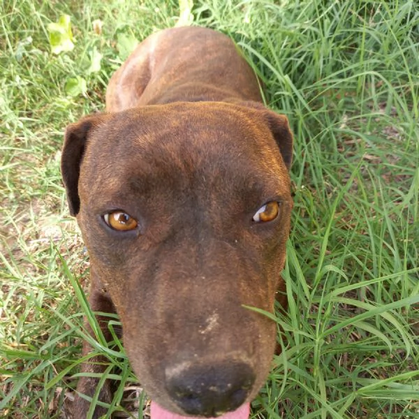 LIBERA, 3 ANNI, 30 KG | Foto 3