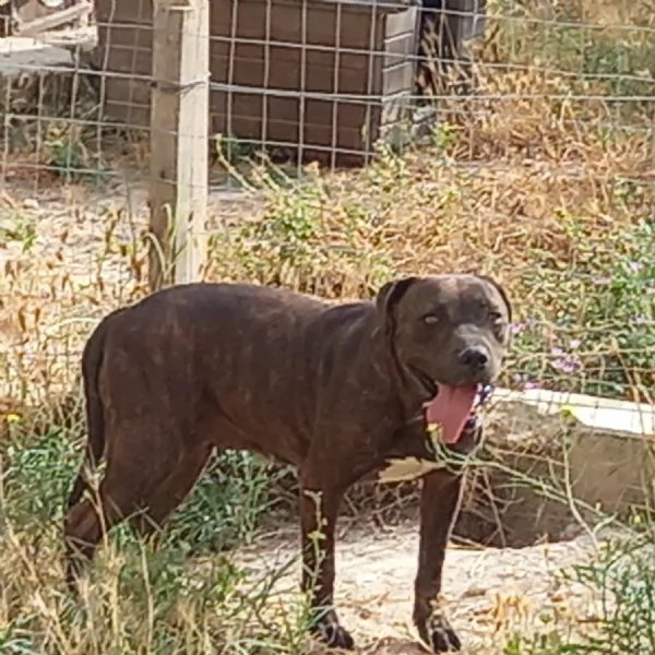 LIBERA, 3 ANNI, 30 KG | Foto 2