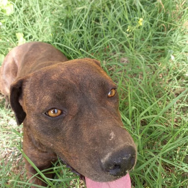 LIBERA, 3 ANNI, 30 KG | Foto 0