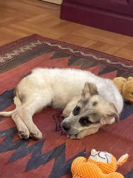 DESMO, NON SEI ANCORA MAGGIORENNE, DIVENTERAI UN BEL CAGNOLONE! | Foto 4