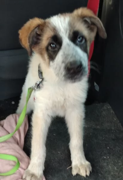 DESMO, NON SEI ANCORA MAGGIORENNE, DIVENTERAI UN BEL CAGNOLONE! | Foto 3