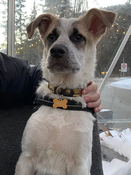 DESMO, NON SEI ANCORA MAGGIORENNE, DIVENTERAI UN BEL CAGNOLONE!