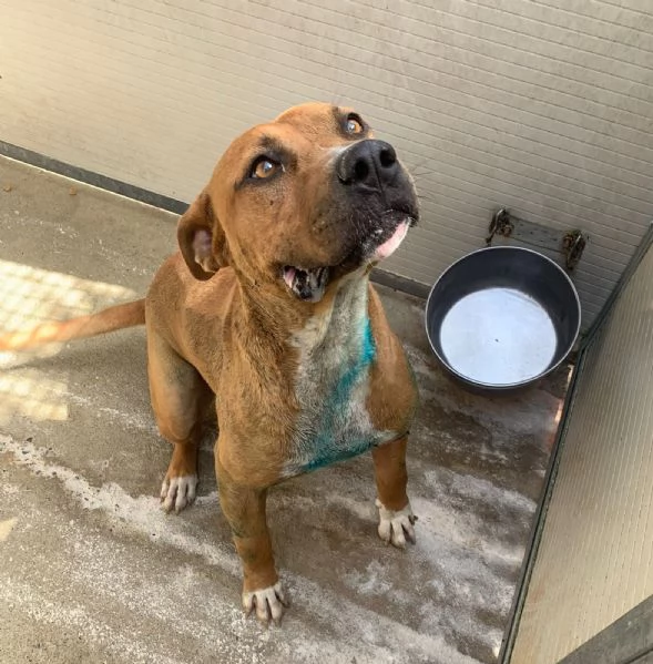 ELENA, DOLCISSIMA SIMIL PIT, 28 KG, 8 ANNI | Foto 6