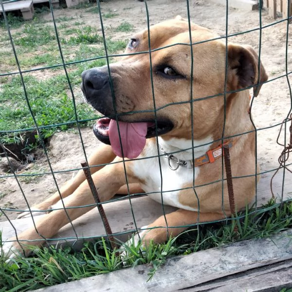 ELENA, DOLCISSIMA SIMIL PIT, 28 KG, 8 ANNI | Foto 4