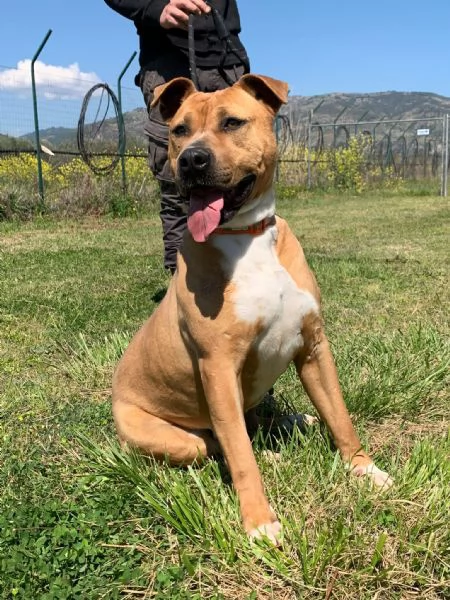 ELENA, DOLCISSIMA SIMIL PIT, 28 KG, 8 ANNI | Foto 3