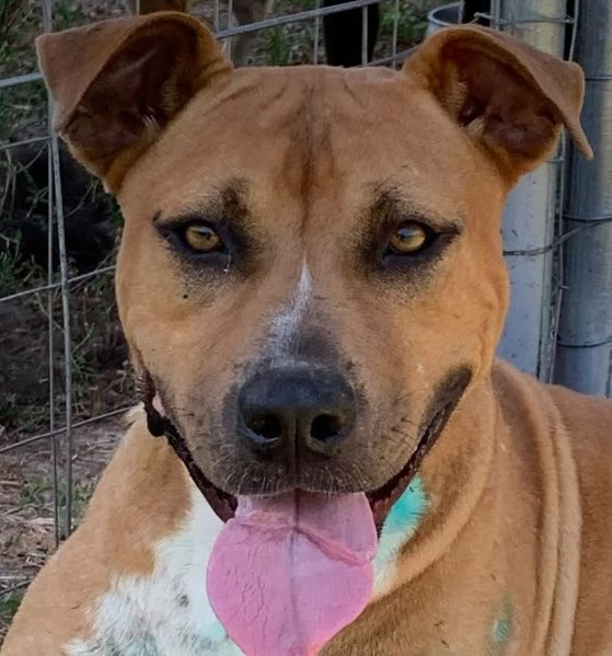 ELENA, DOLCISSIMA SIMIL PIT, 28 KG, 8 ANNI