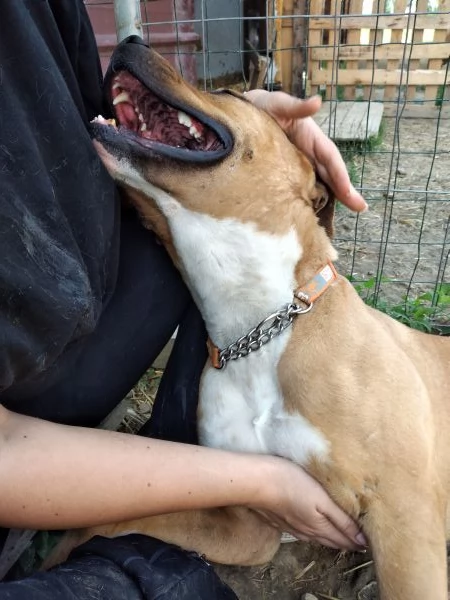 ELENA, DOLCISSIMA SIMIL PIT, 28 KG, 8 ANNI | Foto 2