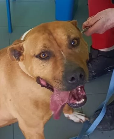 ELENA, DOLCISSIMA SIMIL PIT, 28 KG, 8 ANNI | Foto 1