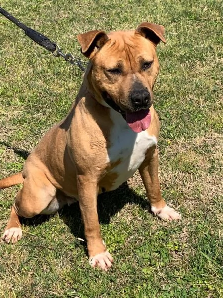 ELENA, DOLCISSIMA SIMIL PIT, 28 KG, 8 ANNI | Foto 0