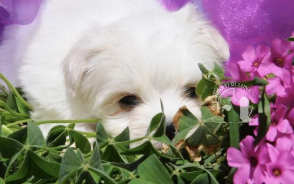 maltese cucciolo trequartidiluna