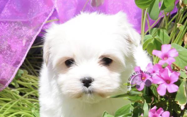 maltese cucciolo trequartidiluna | Foto 2