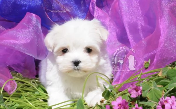 maltese cucciolo trequartidiluna | Foto 1