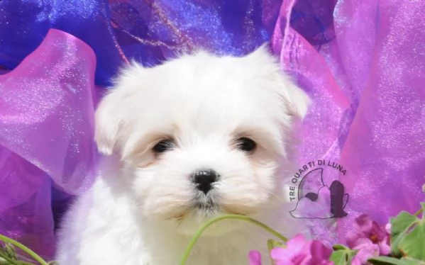 maltese cucciolo trequartidiluna | Foto 0