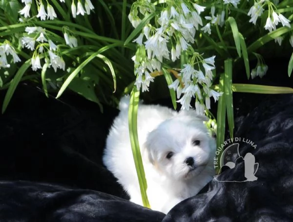 maltese cucciolo disponibile trequartidiluna | Foto 2