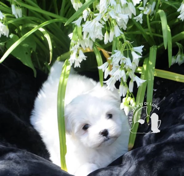 maltese cucciolo disponibile trequartidiluna | Foto 1