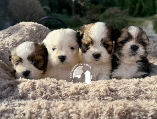 lhasa apso disponibile