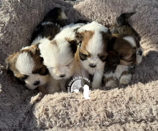 lhasa apso disponibile | Foto 1