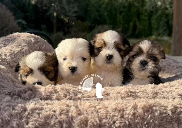 lhasa apso disponibile | Foto 0