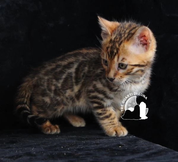 Cuccioli Bengala – Il Fascino della Natura a Casa Tua!