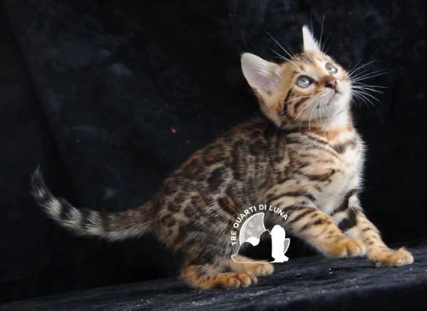 Cuccioli Bengala – Il Fascino della Natura a Casa Tua! | Foto 2