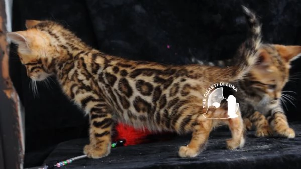 Cuccioli Bengala – Il Fascino della Natura a Casa Tua! | Foto 1