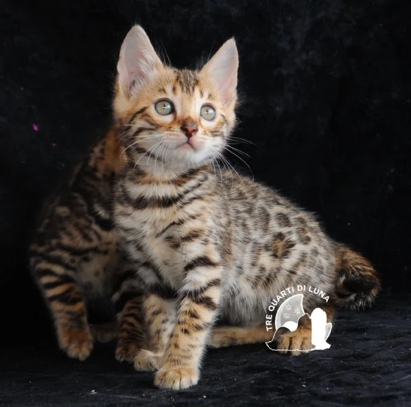 Cuccioli Bengala – Il Fascino della Natura a Casa Tua! | Foto 0