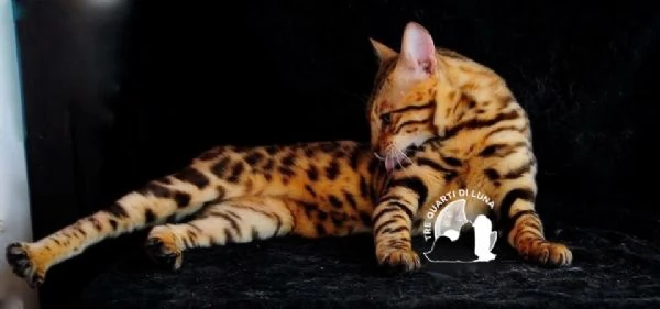 Bengala da Sogno – Cuccioli Selezionati in Italia