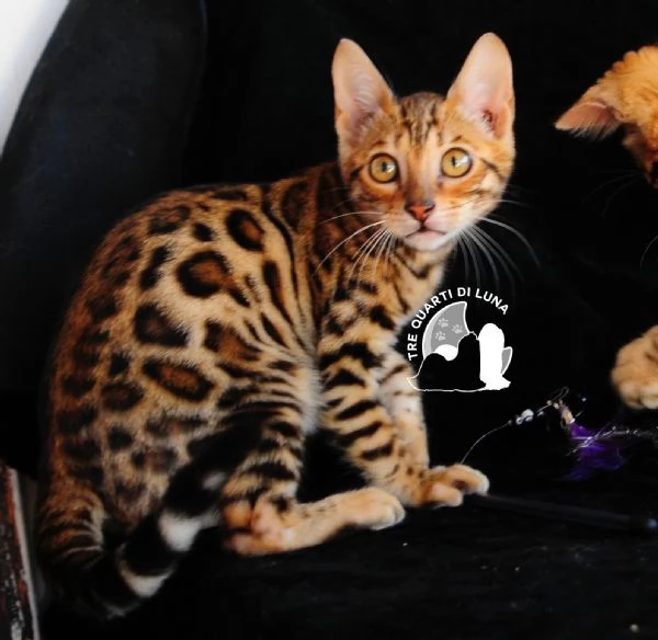 Bengala da Sogno – Cuccioli Selezionati in Italia | Foto 1