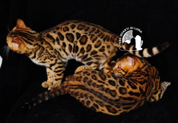 Bengala da Sogno – Cuccioli Selezionati in Italia | Foto 0