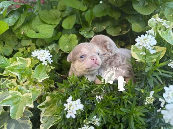 Chihuahua TreQuartidiLuna  | Foto 1