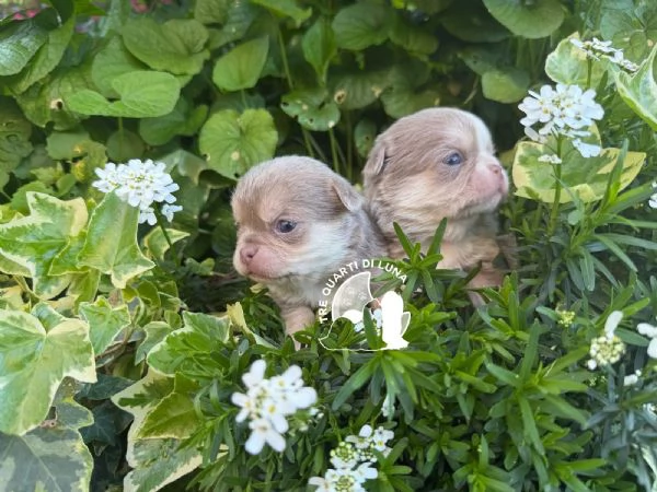 Chihuahua TreQuartidiLuna  | Foto 0