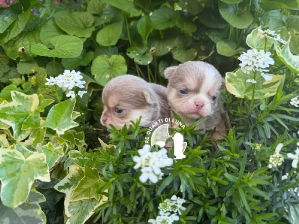 Chihuahua TreQuartidiLuna 