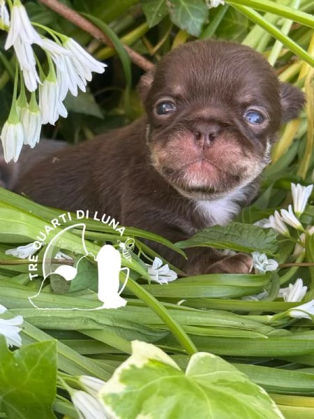 Chihuahua Cuccioli TreQuartidiLuna | Foto 1