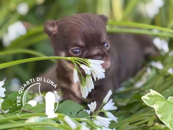 Chihuahua Cuccioli TreQuartidiLuna | Foto 0
