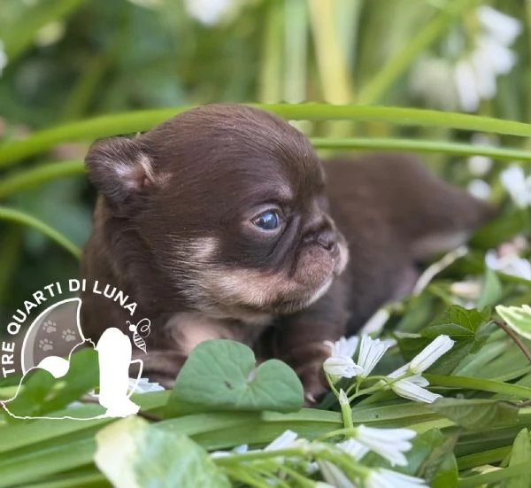 Chihuahua Cuccioli TreQuartidiLuna