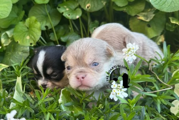 Cucciolo Chihuahua TreQuartidiLuna Disponibile  | Foto 3