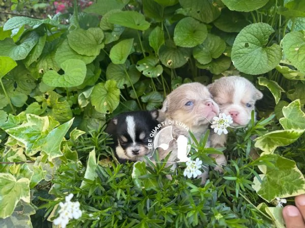 Cucciolo Chihuahua TreQuartidiLuna Disponibile  | Foto 2