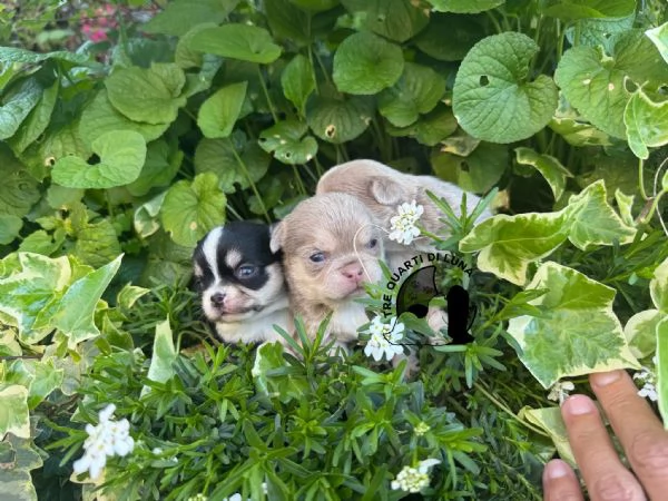 Cucciolo Chihuahua TreQuartidiLuna Disponibile 
