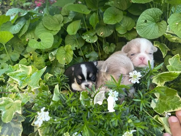 Cucciolo Chihuahua TreQuartidiLuna Disponibile  | Foto 1