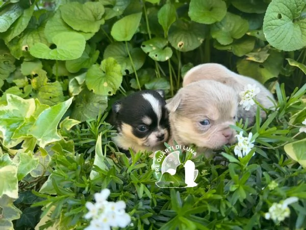 Cucciolo Chihuahua TreQuartidiLuna Disponibile  | Foto 0