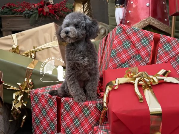 Barboncino TREQUARTIDILUNA 