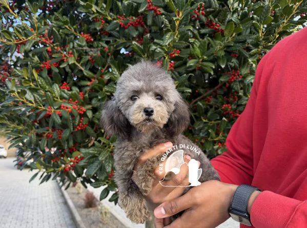 Barboncino Cucciola Disponibile TREQUARTIDILUNA  | Foto 2