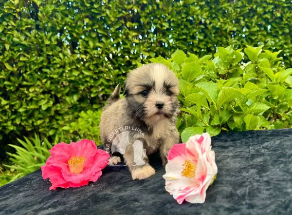 Barboncino Maltipoo Lhasa Apso – Tre Quarti di Luna | Foto 0