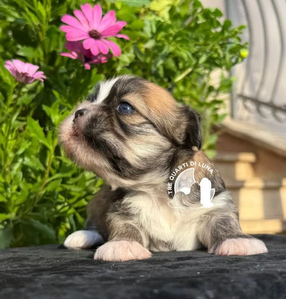 Maltipoo Barboncino Lhasa Apso – Tre Quarti di Luna | Foto 1