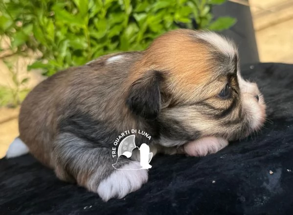 Maltipoo Barboncino Lhasa Apso – Tre Quarti di Luna | Foto 0