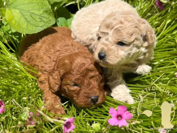 Cuccioli Barboncino Toy – Genitori Testati e Campioni | Foto 2