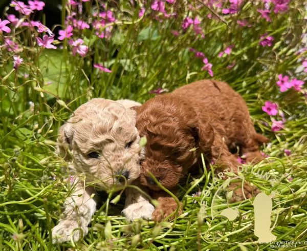 Cuccioli Barboncino Toy – Genitori Testati e Campioni | Foto 1
