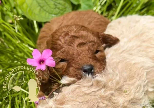Cuccioli Barboncino Toy – Genitori Testati e Campioni | Foto 0